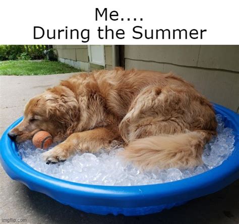 dog summer meme